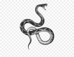 Snake tattoos for girls, men & women. The Snakes Of Australia Tattoo Artist Black And Gray Hd Png Download Vhv