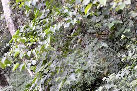 Image result for Alangium chinense