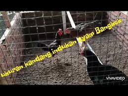Tak heran banyak sekali orang yang ingin mencoba memeliharanya karena bentuknya yang sangat bagus. Ukuran Kandang Indukan Ayam Bangkok Yang Ideal Youtube