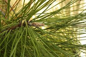 Image result for Pinus rigida