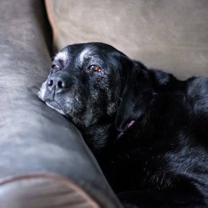 Signs Your Dog Is Dying &mdash; Elite Veterinary Care