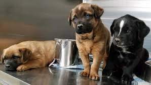 Mohave County Animal Shelter Seeks Donations After Influx Friday Feb 21 Kingman Daily Miner Kingman Az