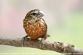 Black And White Spotted Bird Efinch Com Timeline Photos Photo White Spot Species