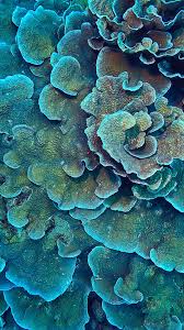 Under water wallpaper underwater wallpaper underwater painting. 20 Colorful Coral Wallpapers Free Download Just Jes Lyn Coral Wallpaper Patterns In Nature Underwater Painting