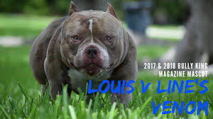 Bama blue bullies xl bullies and xl pitbull puppies are available anywhere florida. Best American Bully Breeders Extreme American Bully Puppies For Sale