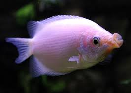 Popular Fish Species For Your Freshwater Aquarium Kissing Gourami Freshwater Aquarium Freshwater Aquarium Fish