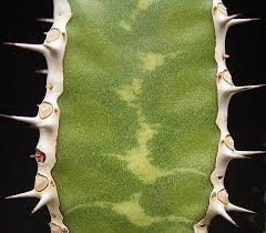 Image result for Euphorbia persistentifolia