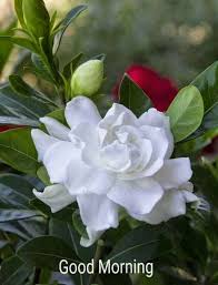 A hug, a good morning kiss or the familiar aroma of a cup of coffee are often the mental associations to the. Good Morning With White Flower Desicomments Com
