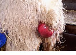 This is another prolapse that affects the anterior vaginal wall. Nadis National Animal Disease Information Service