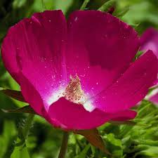 Image result for Hippocratea graciliflora