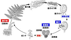 中1理科 シダ植物とコケ植物のポイント Examee