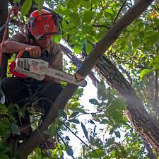 No matter the size of your tree service project, we've got the professional depending on the location of a tree in relation to your home and other structures in lancaster, pa, we can climb, use aerial lifts or other equipment. Tree Service Lancaster Pa Call 717 930 2170 Removals Upland Tree Service
