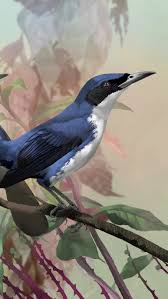 Image result for Monotes hypoleucus