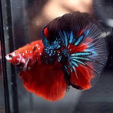 I have a healty young galaxy koi bettas for sale. Live Betta Fish Fancy Super Red Koi Halfmoon Hm Male 187 Betta Fish Betta Siamese Fighting Fish Cute766