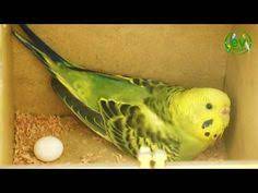 muhabbet kusu ciftlesme belirtileri ciftlesme donemi ve yavru gelisimi youtube muhabbet kuslari kusu kus