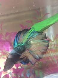 If you're looking for a paradise betta or another blue tang alternative after watching finding dory, find out everything you need to know in this article. Does My Betta Have Fin Rot Or Just An Uneven Tail My Aquarium Club