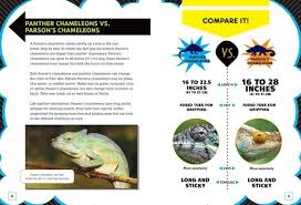 Check spelling or type a new query. Panther Chameleons Color Changing Reptiles Lerner Publishing Group