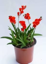 Image result for Tritonia