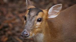 You will scratch muntjac deer, pet a wallaby, feed a sulcata tortoise, etc. Barking Deer Youtube
