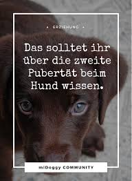 Alltag Das Pubertier Kehrt Zuruck Midoggy Community Hunde Welpen Erziehung Hunde Hunde Erziehen