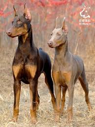 Black And Tan Doberman Puppies For Sale Doberman Colors Black And Tan Fawn Dilute Of Black Adsbygoogle Window Adsbygoogle Doberman Colors Doberman Pinscher Dog Doberman Puppy