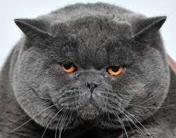 Download now berubah drastis cara rawat kucing ini ada. Bahaya Kucing Terlalu Gemuk Atau Obesitas