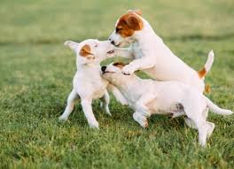 The adorable domestic pet beloved by millions. Parvo In Dogs And Puppies Causes And Treatment For Canine Parvovirus Petmd