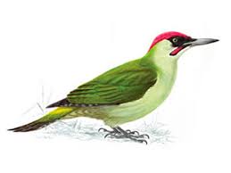 Can you tell what kind of birds these common garden creatures are? Rspb Big Garden Birdwatch 2011 Ryde Cemetery Results Rshg Rshg