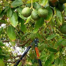 The fruit of the plant, also called an avocado (or avocado pear or alligator pear), is botanically a large berry containing a single large seed. How To Care For Avocado Trees