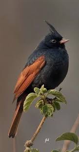 Bird On A Wire Movie Review Pin By Sandi Vetter On Naturally Beautiful Birds Beautiful Birds Pet Birds