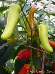 Ensure that your seedlings get plenty of sun. Hot Banana Pepper Capsicum Annuum The Delicious Heirloom Chili Peppers Samen Saatgut