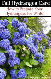 Fall Hydrangea Care What To Do Before Winter Hydrangea Care Planting Hydrangeas Fall Hydrangea