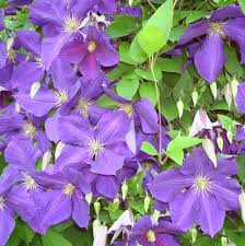 The leaves are oval in shape and up to 75mm long while the flowers are. Jackmanii Clematis Plants For Sale Free Shipping