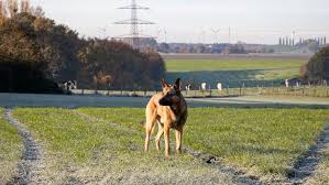 German Shepherd Belgian Malinois Frozen Sunrise Landscape Dog Photography Belgian Dog Frozen German Landscape Malinois Photography Shepherd Sunrise 2020
