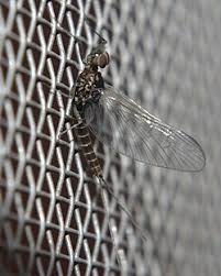 Image result for Pterygota