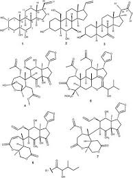 Image result for Turraea nilotica