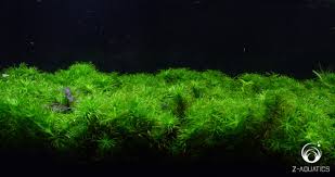 Image result for Syngonanthus robinsonii