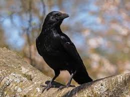 We did not find results for: Facts About Crows Live Science