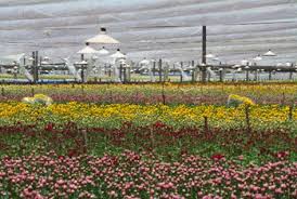 Maybe you would like to learn more about one of these? About Us Lihmil Wholesale Flowers