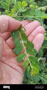 Image result for Phyllanthus macranthus