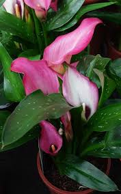 Image result for Zantedeschia