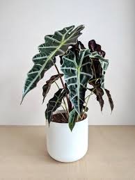 Kidsafe kidsafe queensland fact sheet: 21 Best Types Of Alocasia You Can Grow Amazing Alocasia Varieties