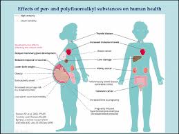 The 'forever chemicals' in 99% of americans. Groups Demand Ban On A Class Of Dangerous Forever Chemicals