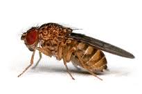 Lawrence G. Harshman Publications