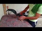 Resultado de imagen para alos cuantos meses pelear un gallo