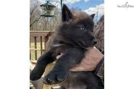 I Am A Cute Wolf Hybrid Puppy Looking For A Home On Nextdaypets Com Wolf Hybrid Wolf Hybrid Puppies Wolf Dog Puppy