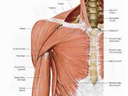 The shoulder muscles bridge the transitions from the torso into the head/neck area and into the upper extremities of the arms and hands. General Anatomy Of The Shoulder Youtube