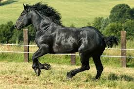 самый большой конь в мире занесенный в книгу гиннеса Samaya Tyazhelaya Loshad Na Zemle Samaya Vysokaya Loshad V Mire