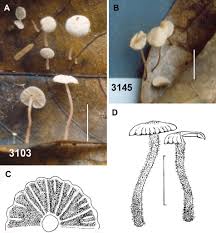 Image result for Marasmius opacus