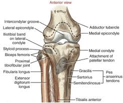 Tulang memainkan peran penting dalam memberikan dukungan dan membantu pergerakan hewan. Adult Knee Radiographic Evaluation Recon Orthobullets